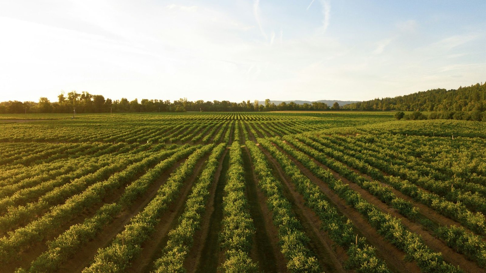 Rows of green crops in a farm field at sunset